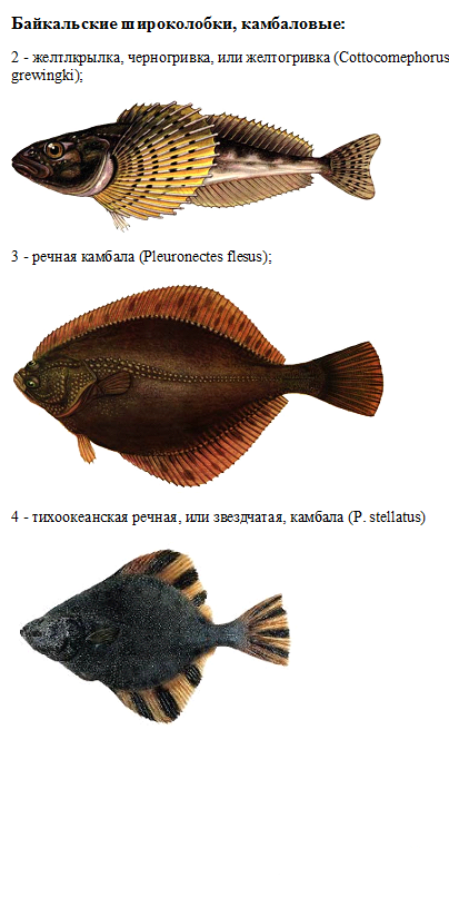 Укажите тип симметрии животного рыба. Тип симметрии рыбы. Тип симметрии рыбы камбала. Тип симметрии камбалы. Тим симметрии рыбы Камбула.